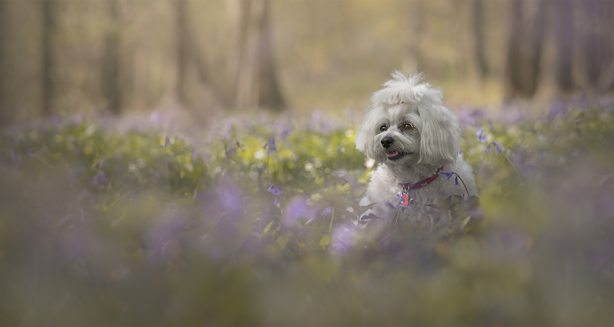 Poppy 2024-460-Edit
