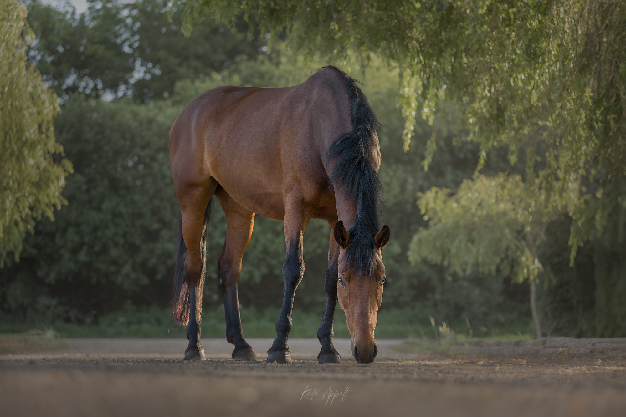 2024-06 Emilie Tarrant-281-Edit