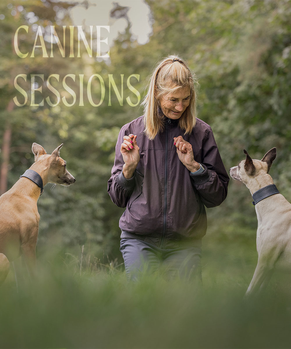 canine-sessions