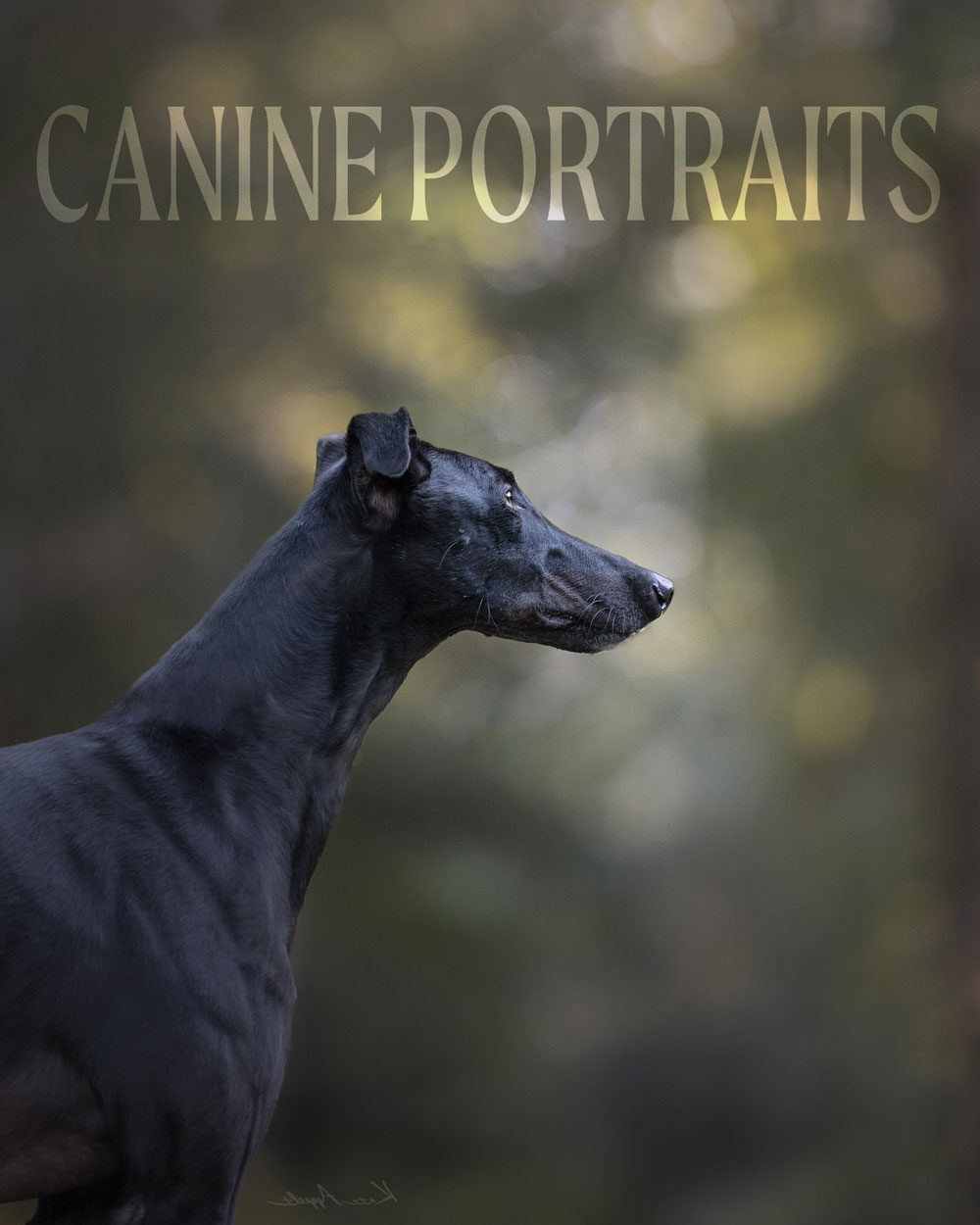 canine